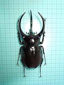 【標本】コーカサスオオカブト マレーシア産 極太 117.5ミリ 飼育品 613zFokwm+L._UF350,350_QL50_.jpg
